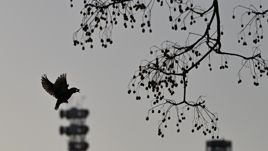 シャドウ野鳥