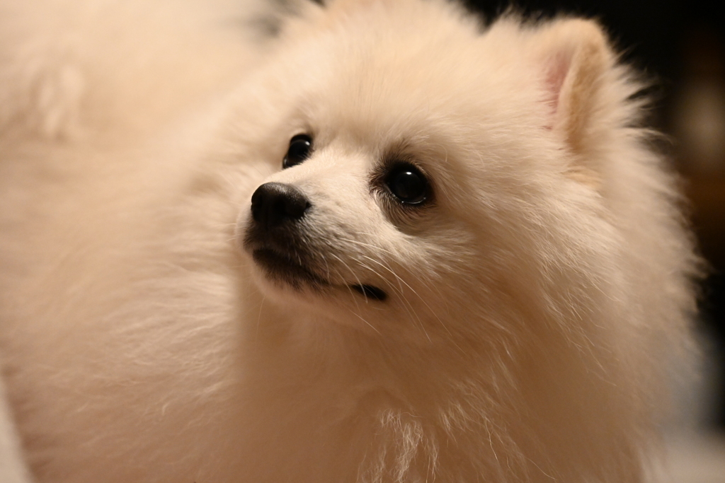 我が家のポメラニアン