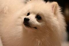 我が家のポメラニアン