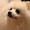 我が家のポメラニアン