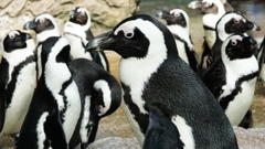 京都水族館ペンギン軍団