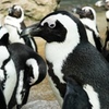 京都水族館ペンギン軍団