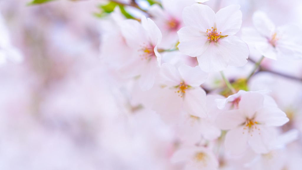 やさしい桜