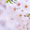 やさしい桜