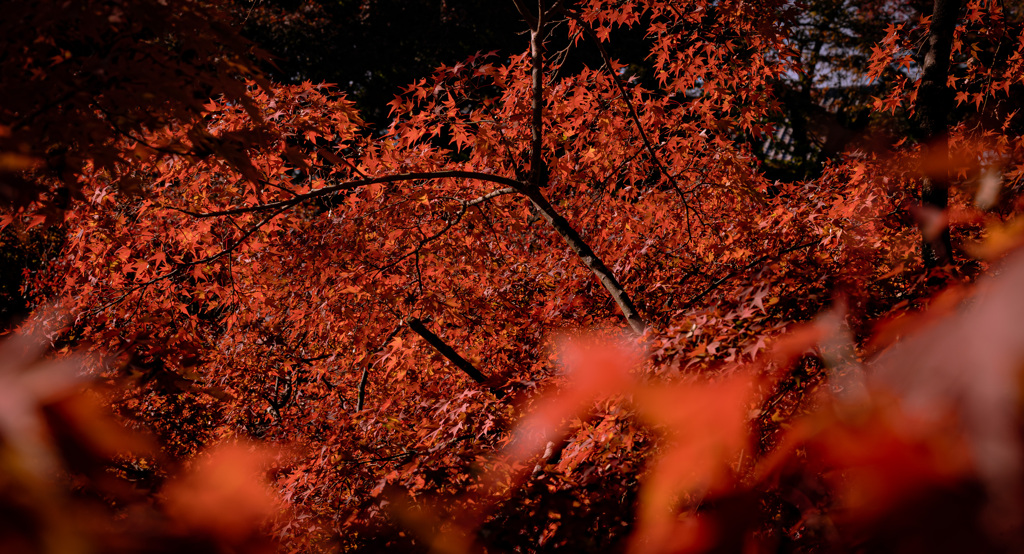 紅きこと、火のごとし