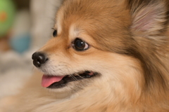 我が家のポメラニアン