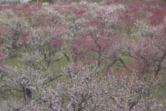 上から見た大阪城公園の梅林