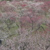 上から見た大阪城公園の梅林