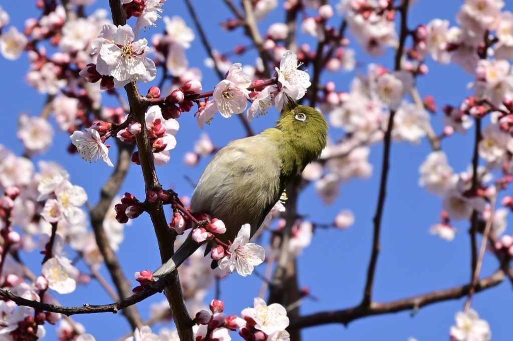 メジロの蜜吸