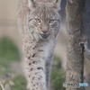 ヨーロッパオオヤマネコのロキ(京都市動物園)