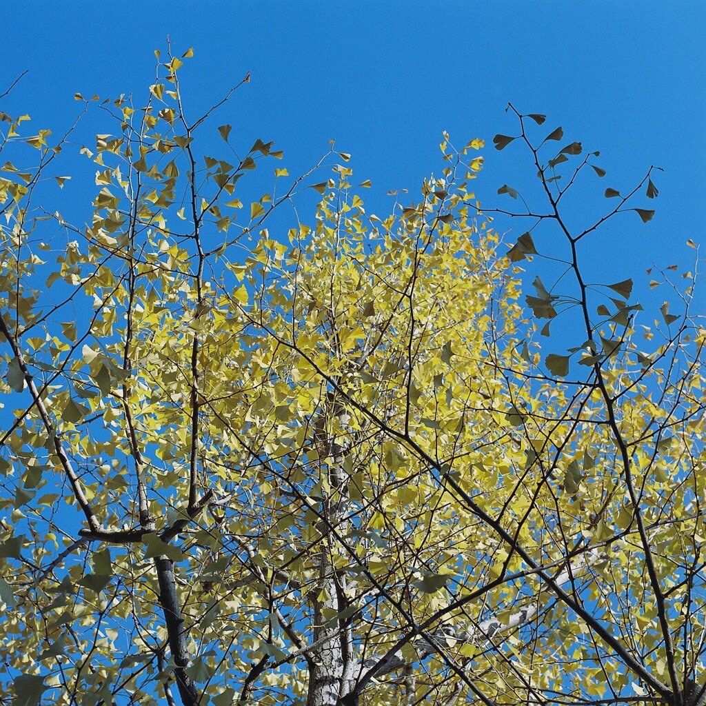 イチョウっぽいの