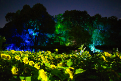 長居植物園の夜のヒマワリ