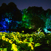 長居植物園の夜のヒマワリ