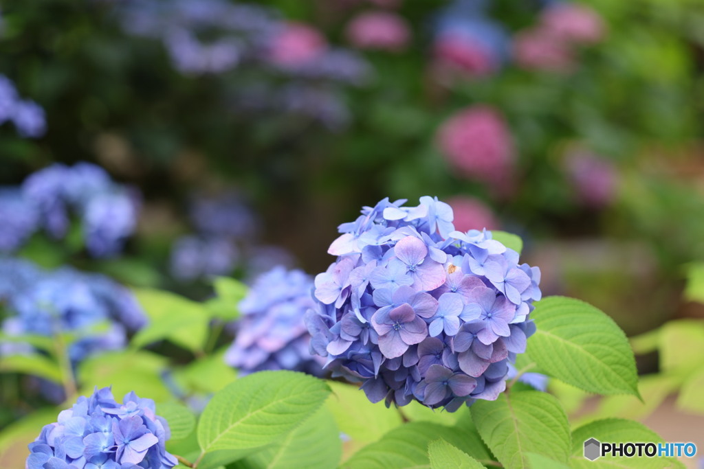 ホテルロッジ舞洲の紫陽花その1
