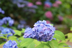 ホテルロッジ舞洲の紫陽花その1