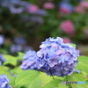 ホテルロッジ舞洲の紫陽花その1