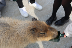 カピバラ餌やりatハーベストの丘