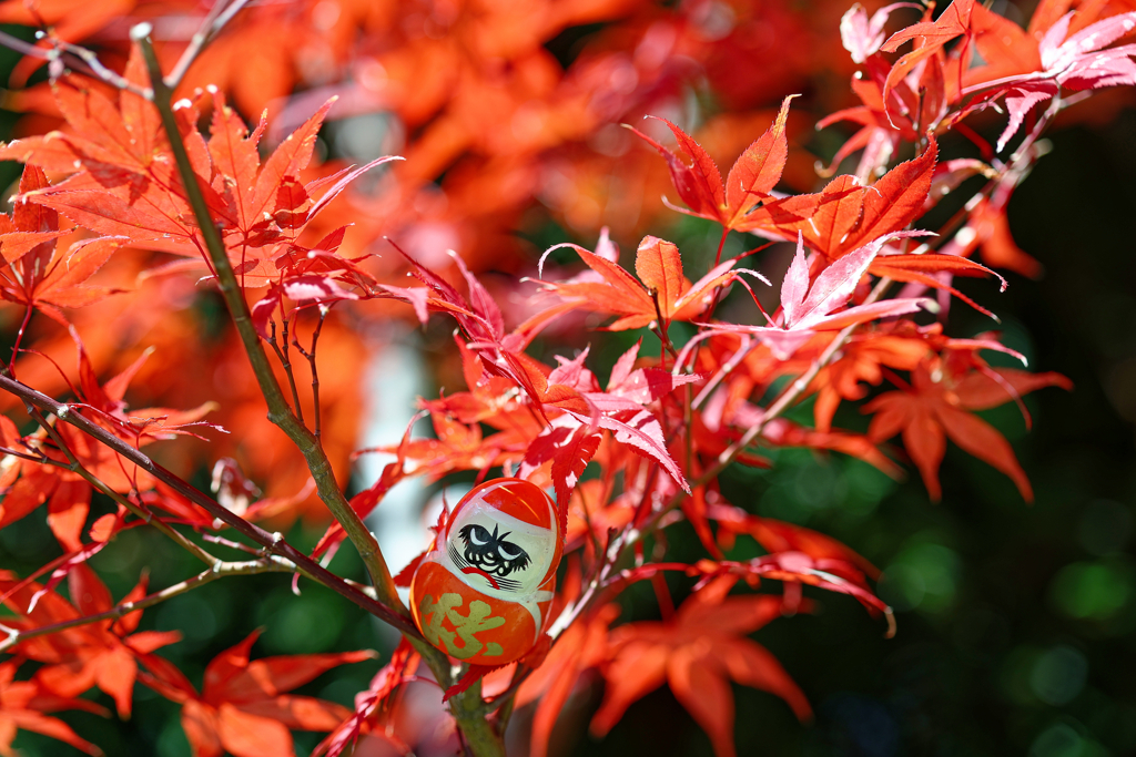 達磨と紅葉