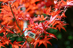達磨と紅葉
