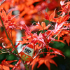 達磨と紅葉