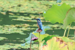 天王寺公園のカワセミ