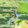 天王寺公園のカワセミ