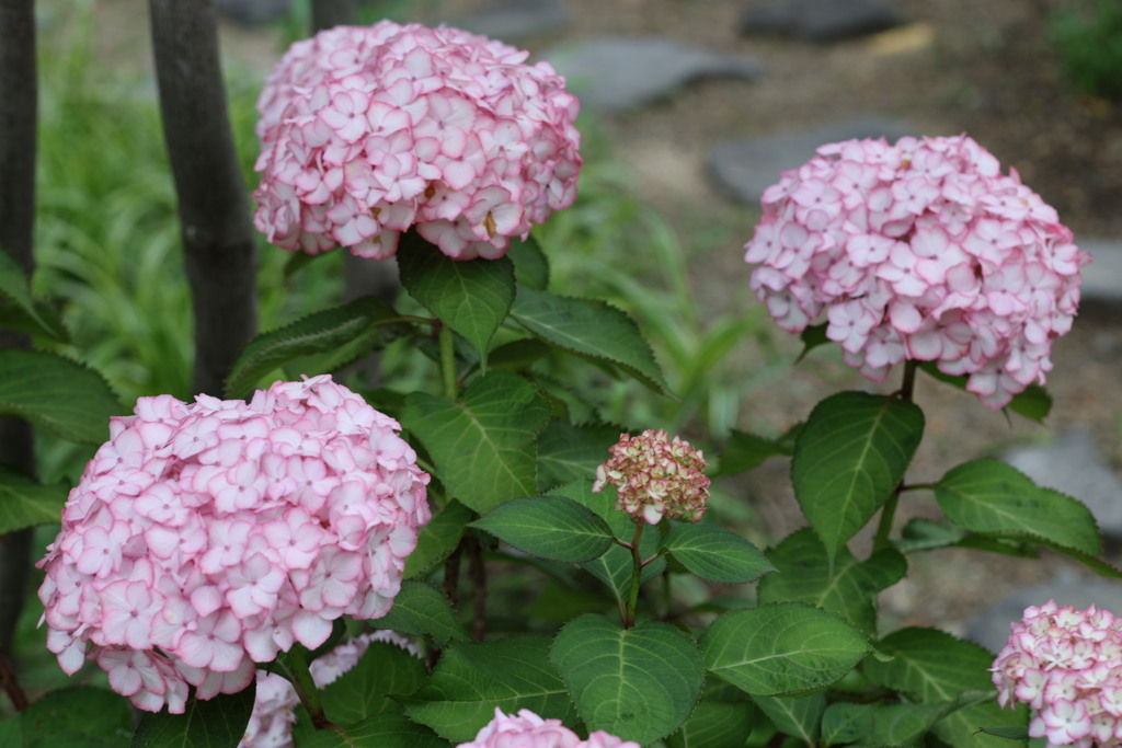 ホテルロッジ舞洲の紫陽花その2