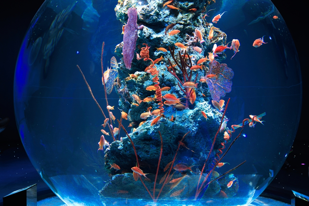 神戸の水族館アトアにて