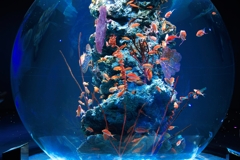 神戸の水族館アトアにて