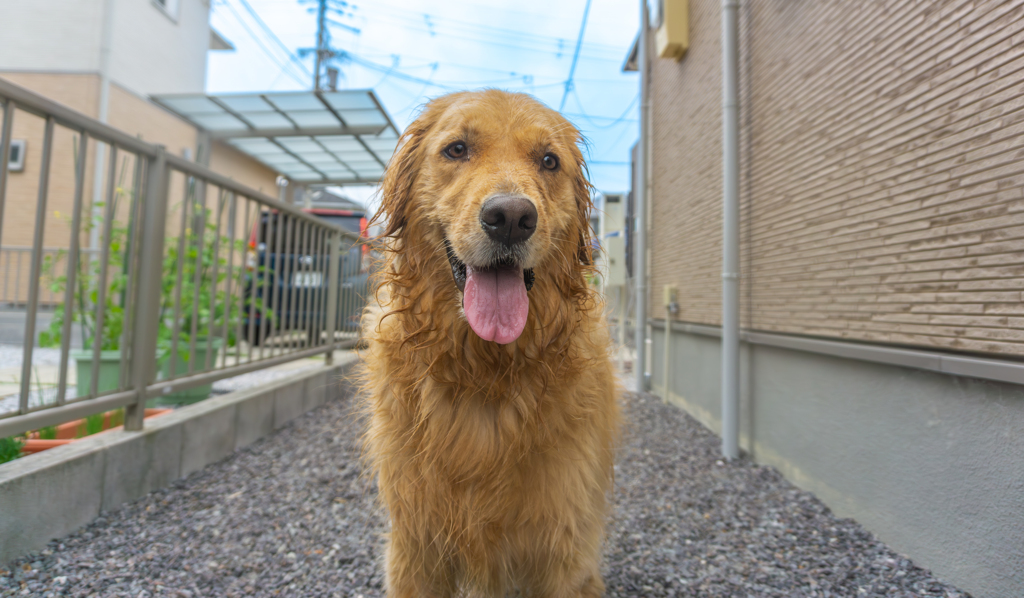 愛犬との水遊び