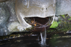 手水の神聖な水を…