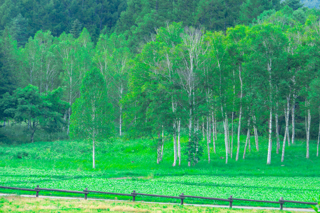 開田高原白樺群生地