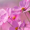 まだまだ秋桜