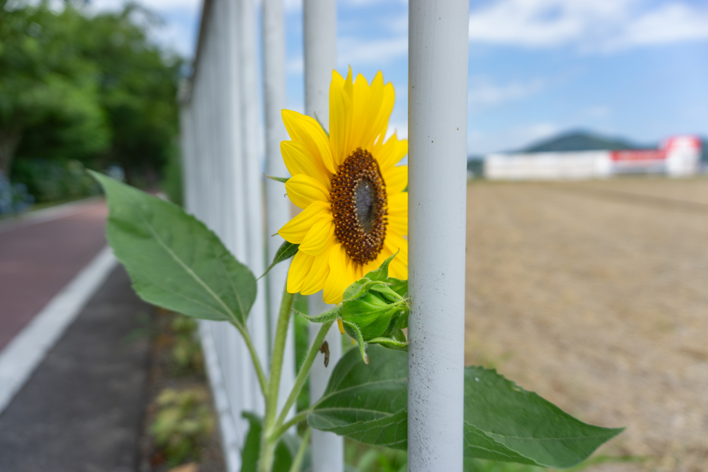 お日様探し