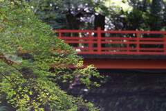 まだまだ京都の紅葉は青いです。