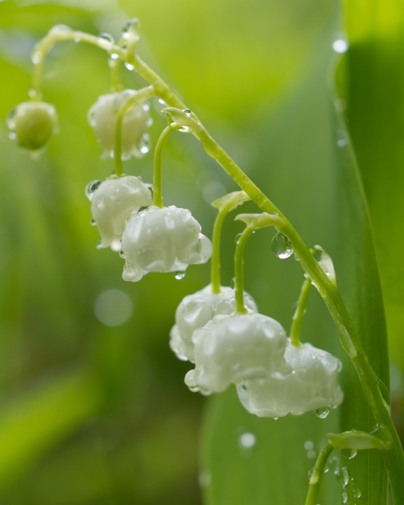 雨上がりの鈴蘭