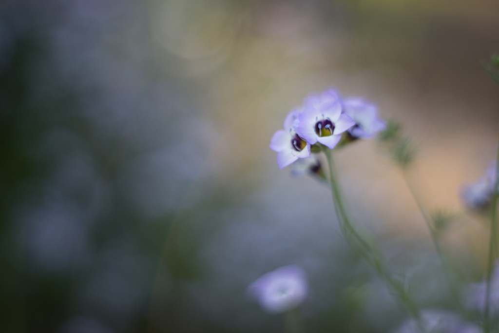 ５月の花