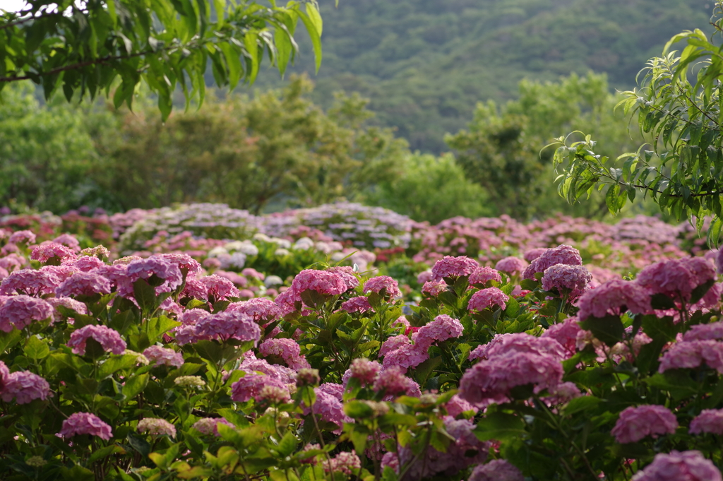 斜陽の紫陽花