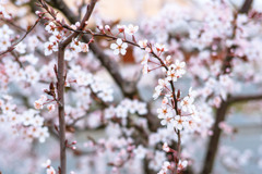 桃の花