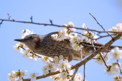 ヒヨドリさん