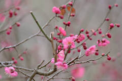 兵庫南部では梅の開花が始まってます