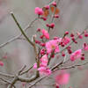 兵庫南部では梅の開花が始まってます