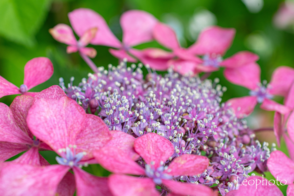 ６月の紫陽花