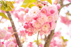 袖志の一本八重桜
