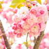 袖志の一本八重桜