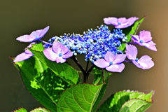望遠で紫陽花