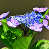 望遠で紫陽花