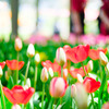 Vivid Colors