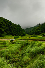 荒涼