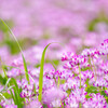 お花畑